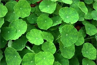 秦嵐直言“上鏡女星其實都不好看”，植物提取物揭示鏡頭下的審美扭曲